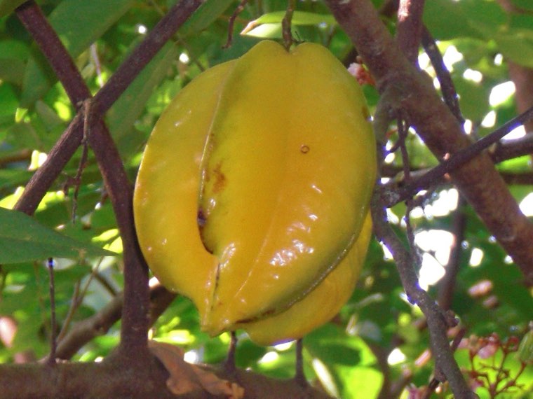 Carambola on the tree