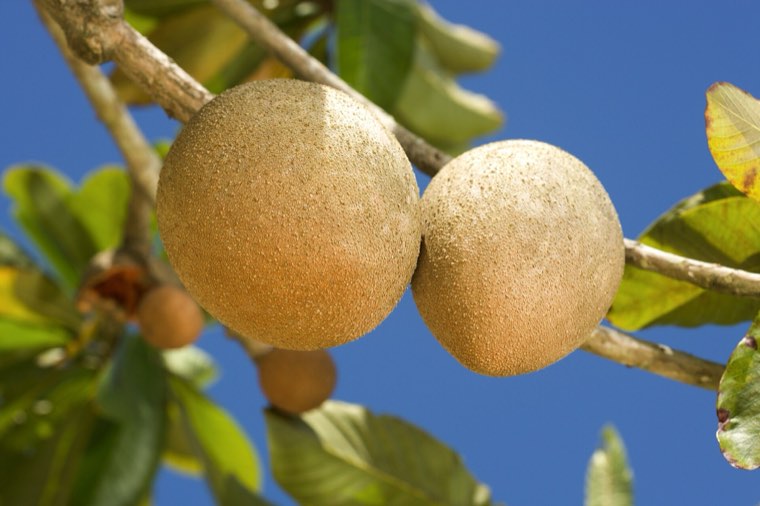 Mamey sapote on the branch