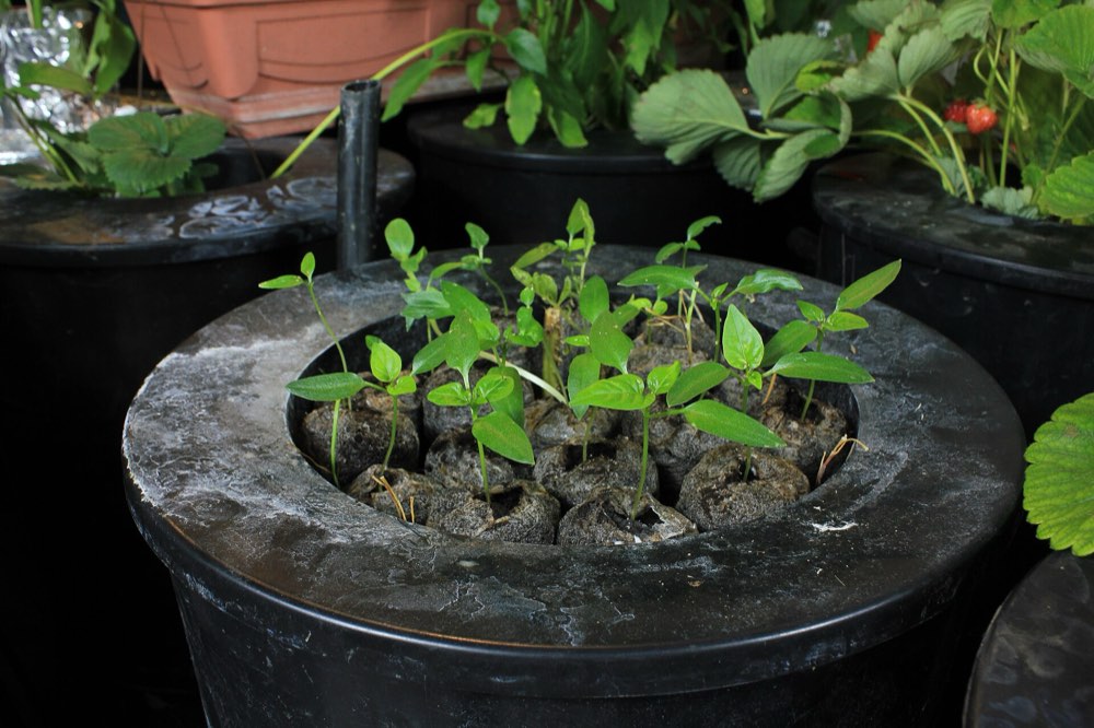Pepper seedlings growing in a hydroponic tub.